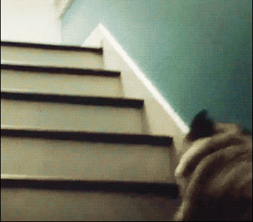 dog stairs